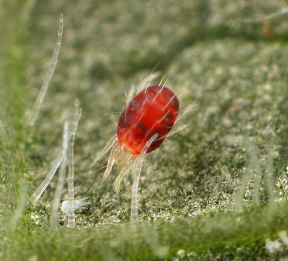 Closeup of European red mite on leaf.